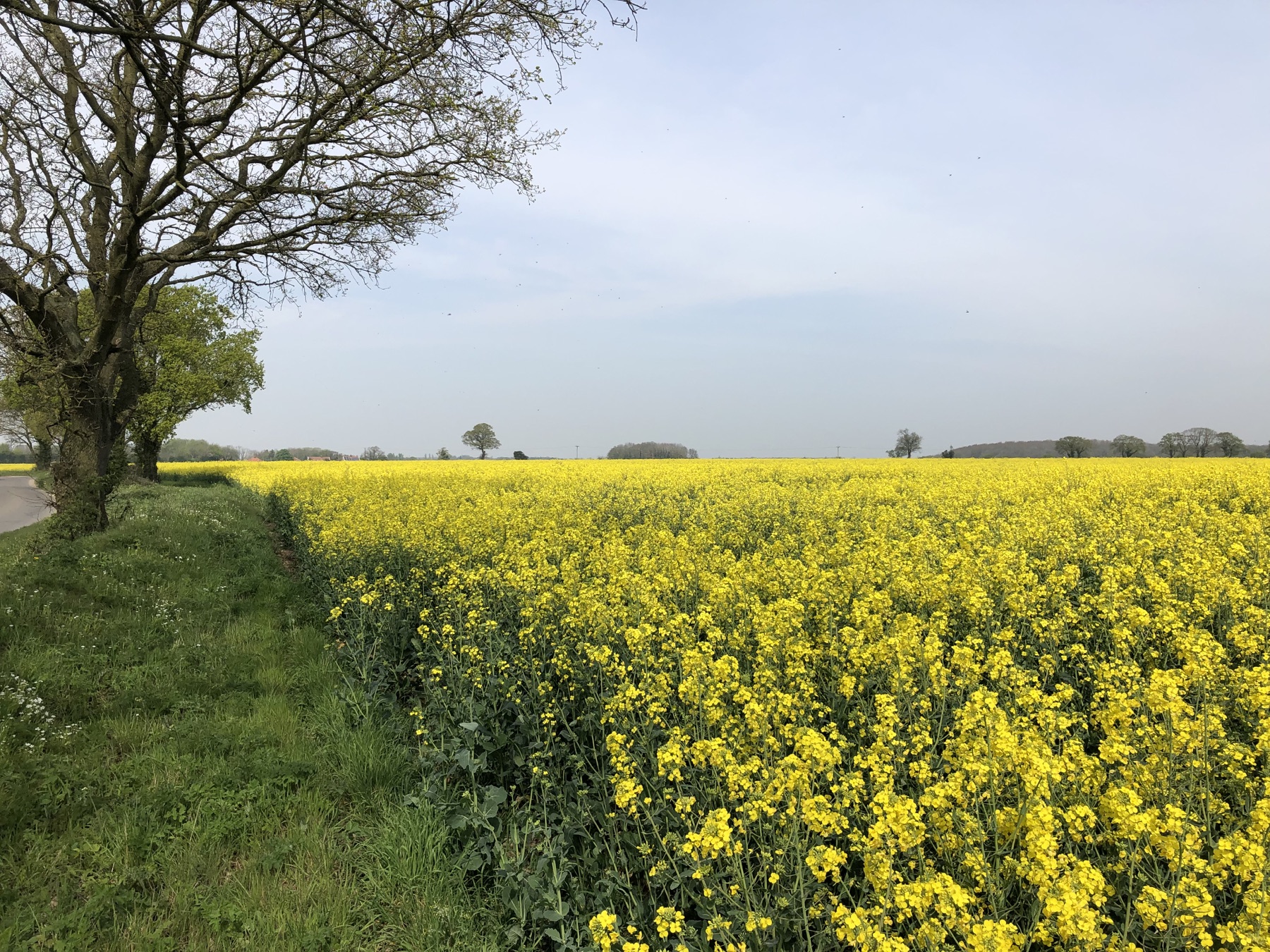 A quiet lane beside a bright yellow field in the Norfolk countryside